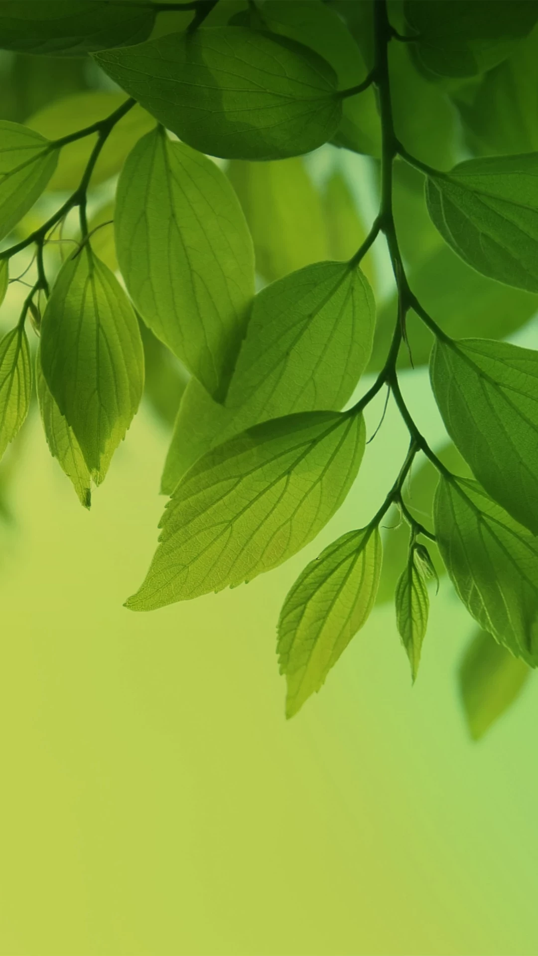 Leaves