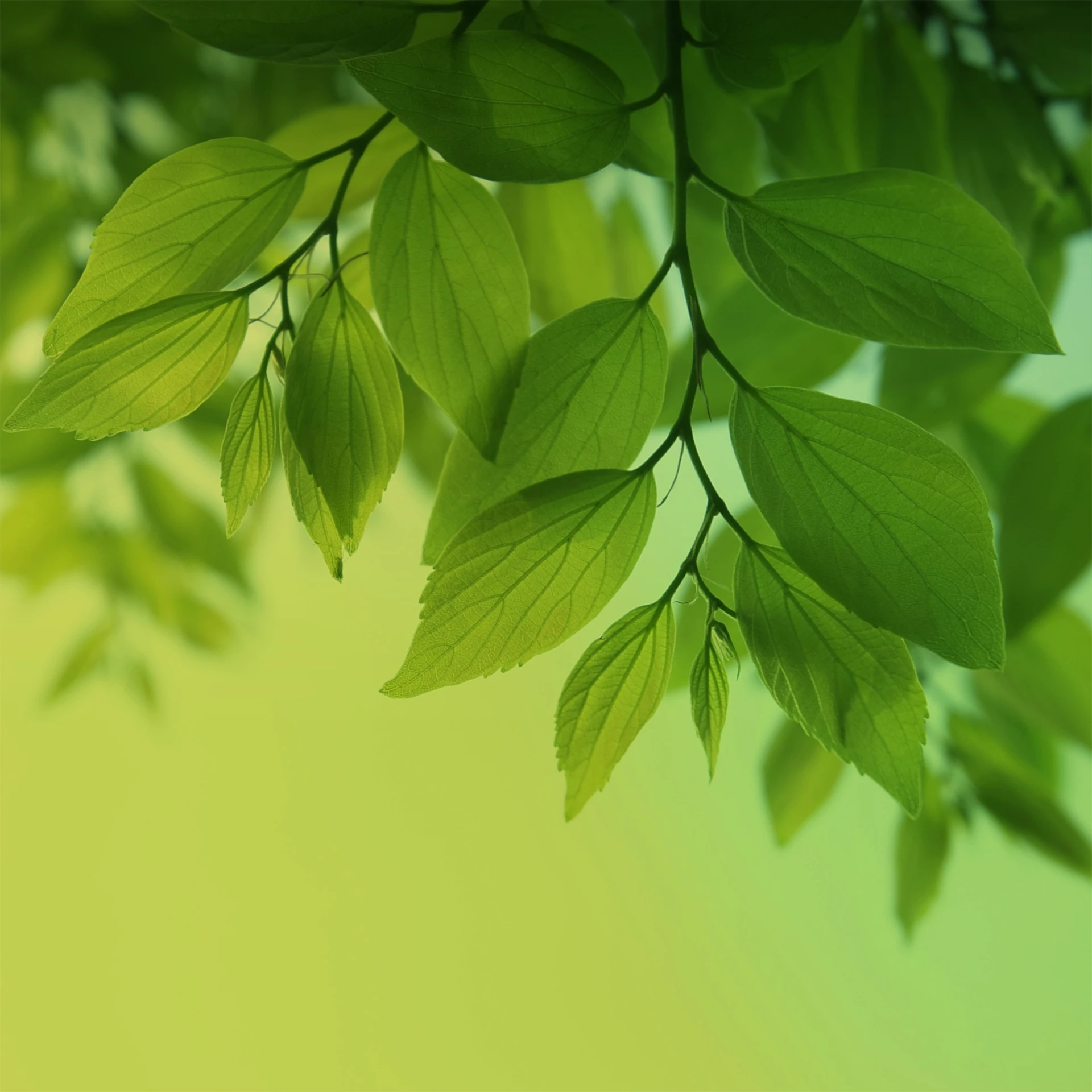 Leaves