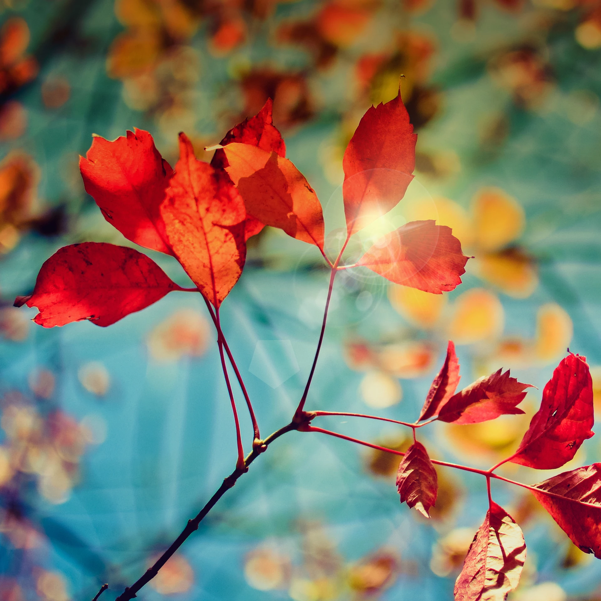 Leaves 2