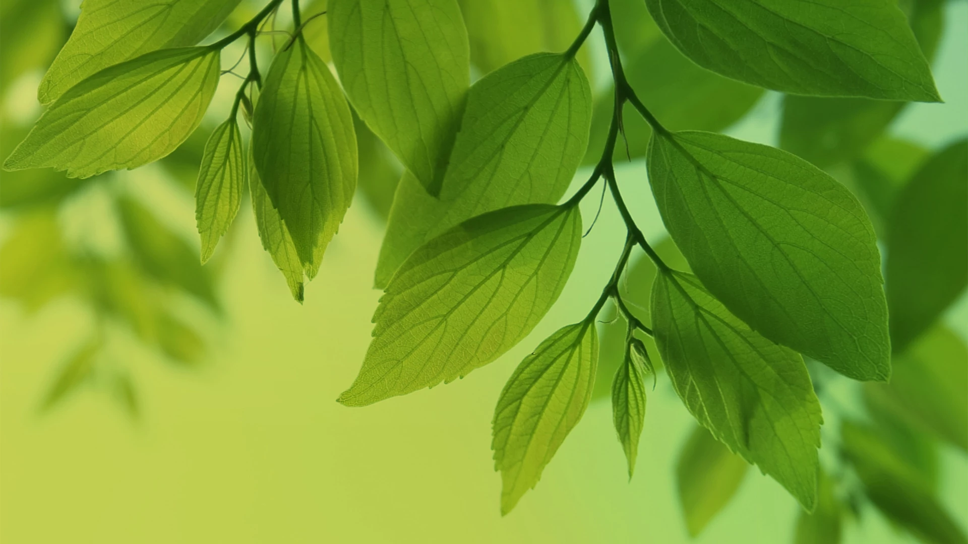 Leaves