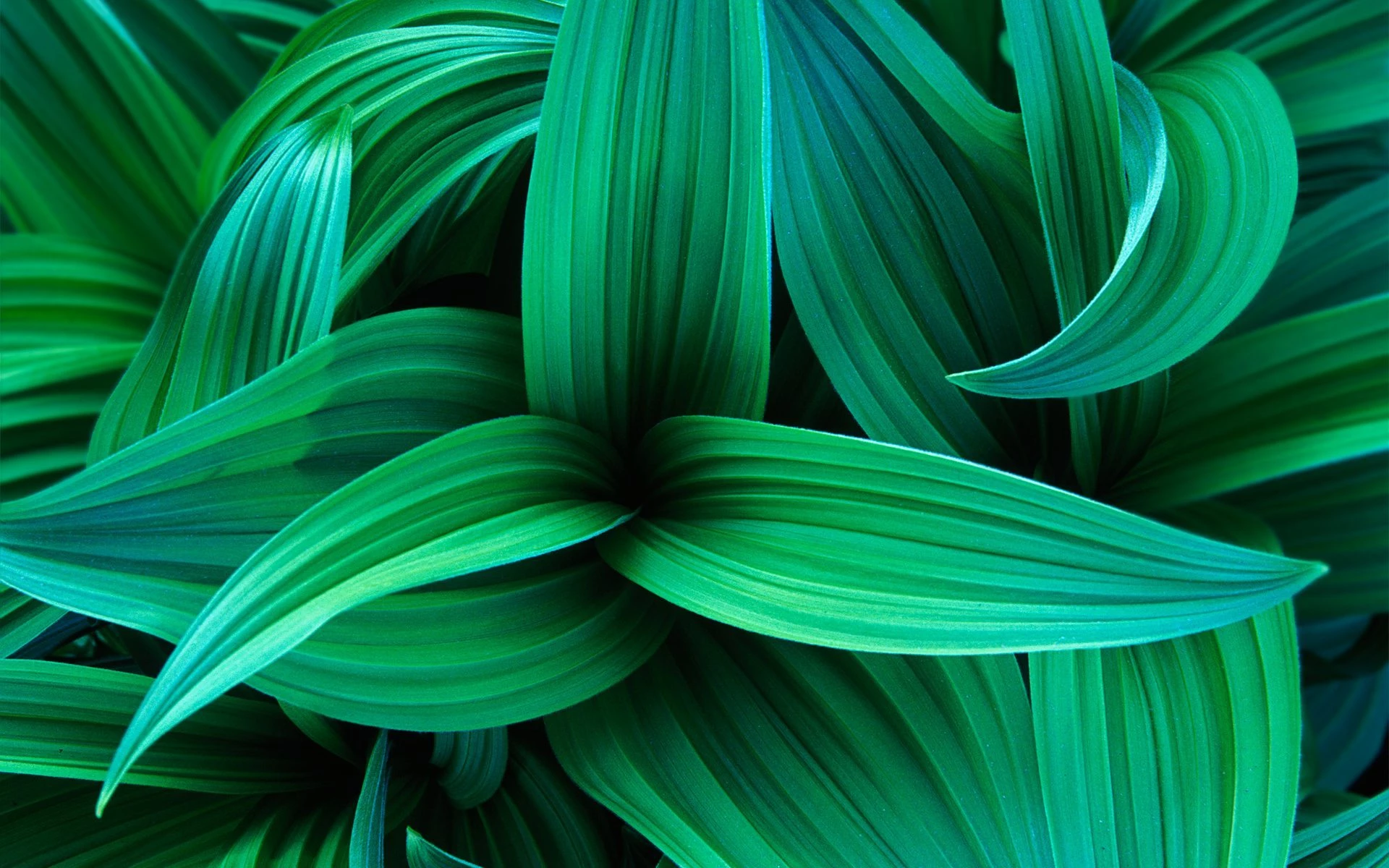 Nature 3