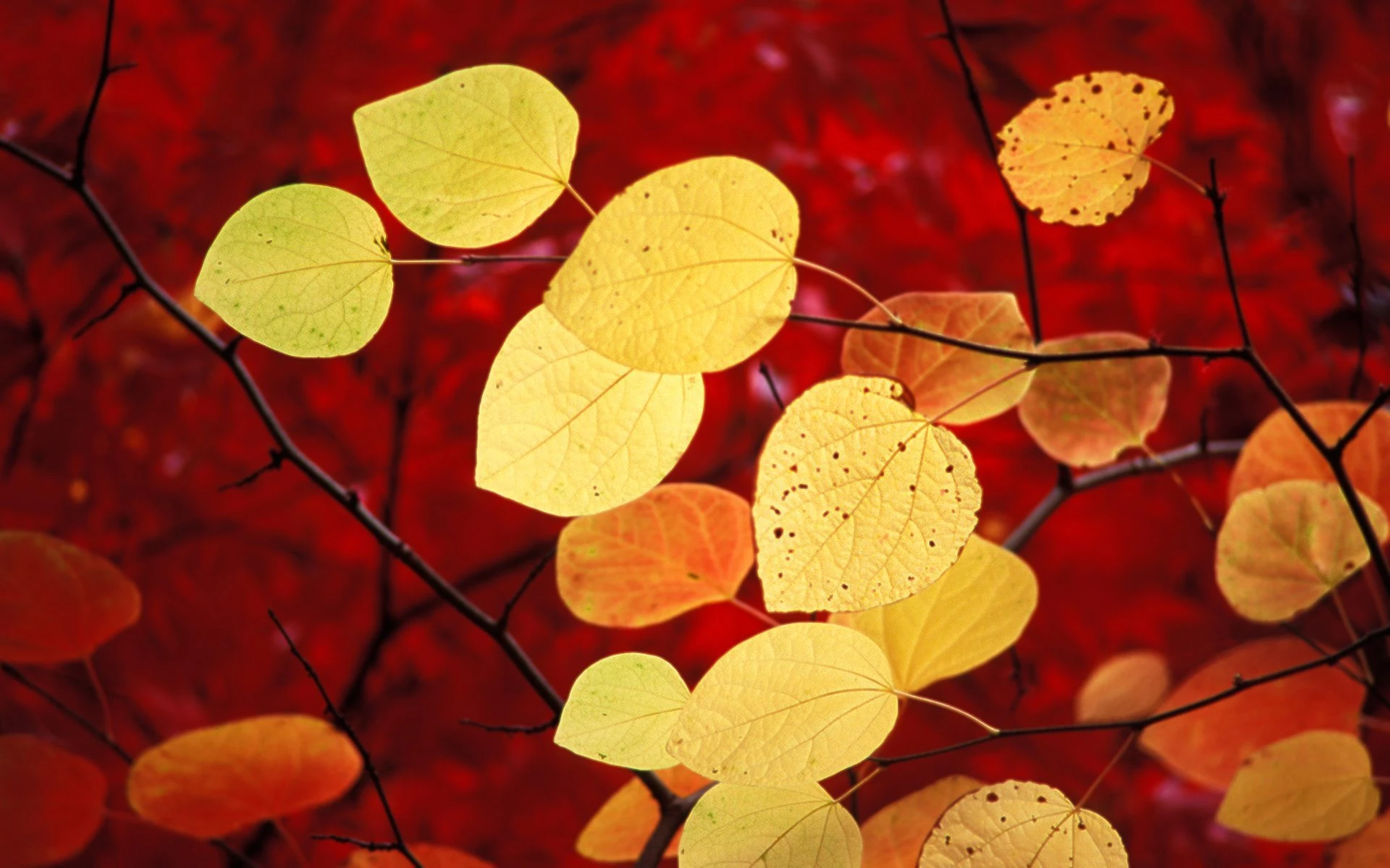 Nature 6