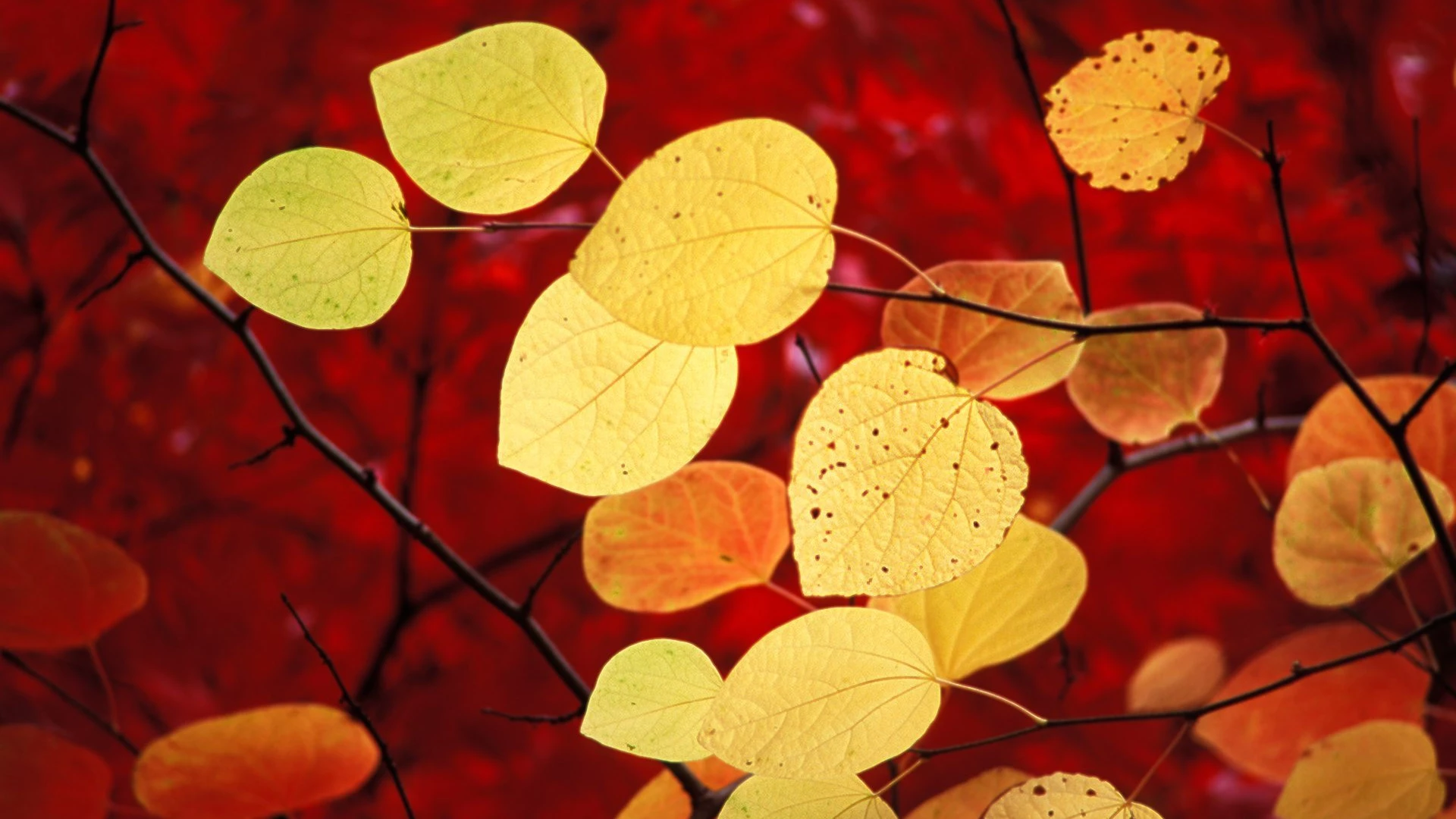 Nature 6