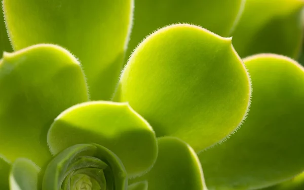 Nature 2