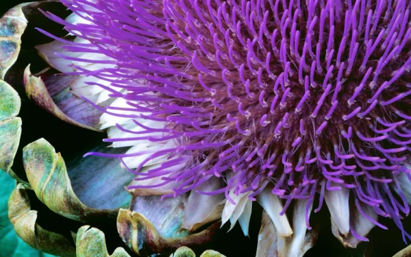 Nature 4