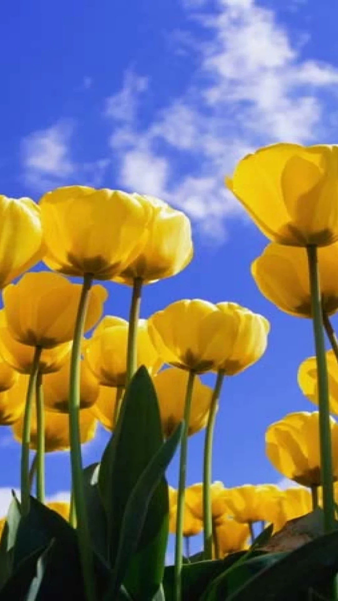 Tulips