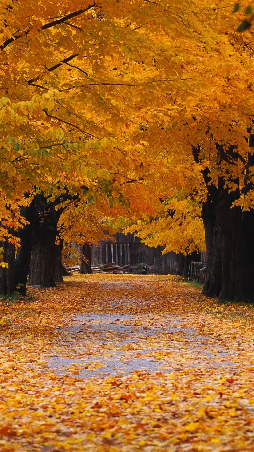 Autumn