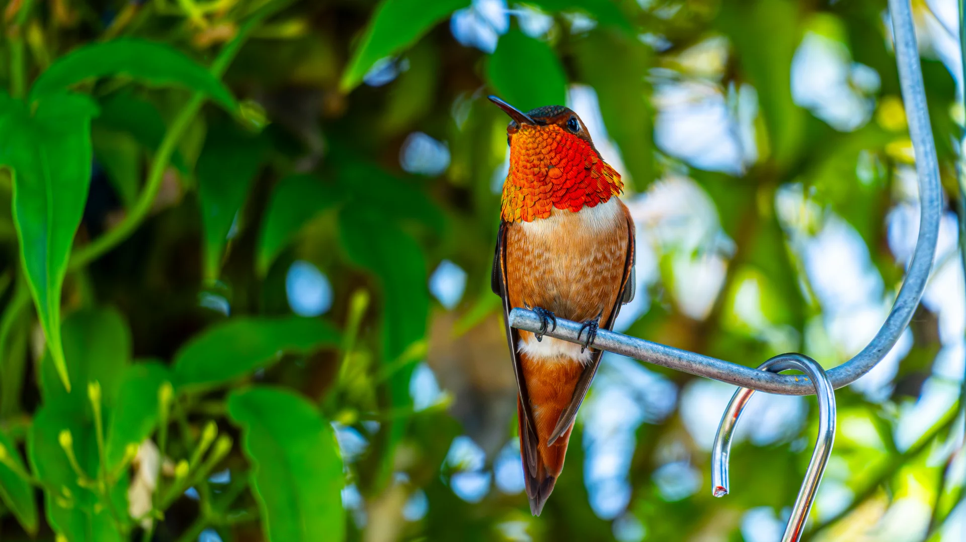 Colibri