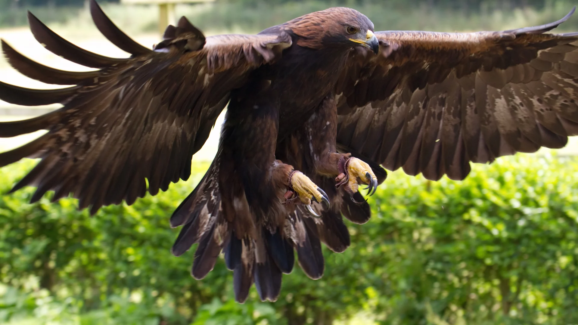 Aguila real
