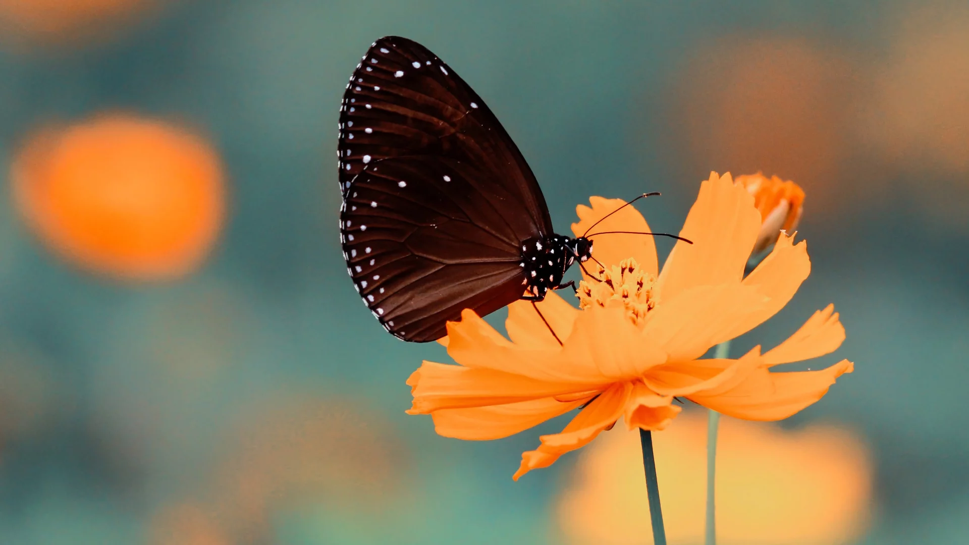 Mariposa en una flor