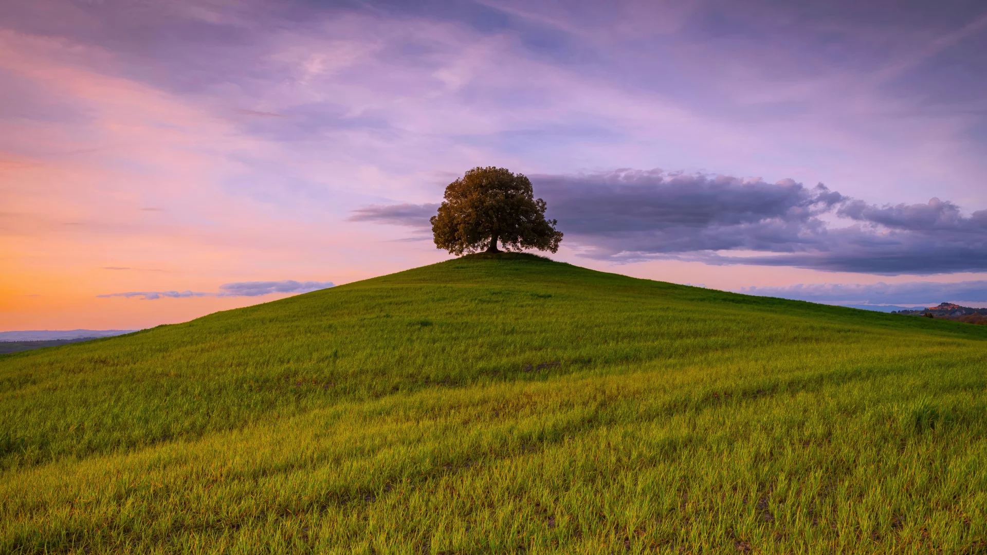 Arbol en campo de hierba
