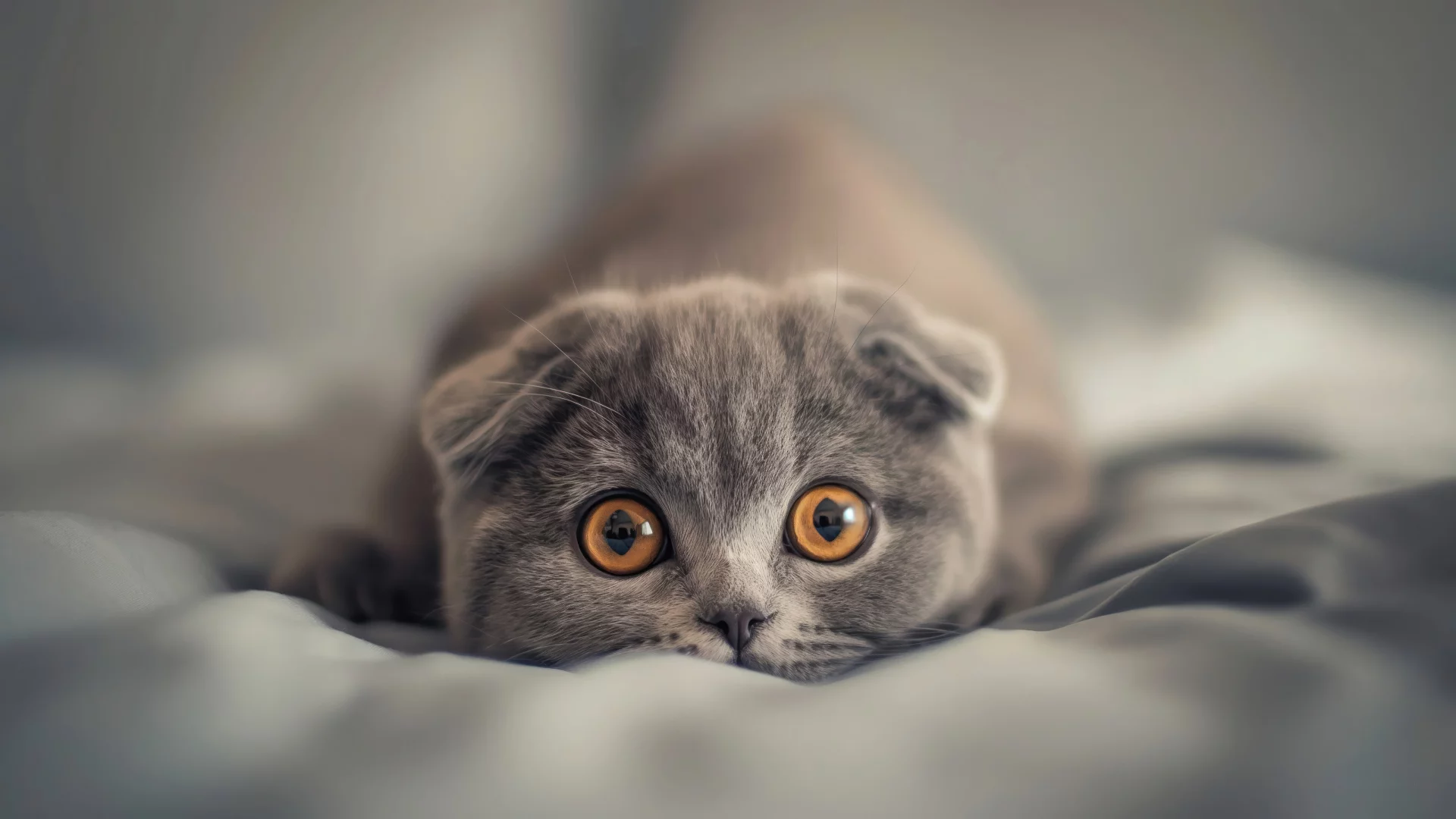 Gato Scottish Fold