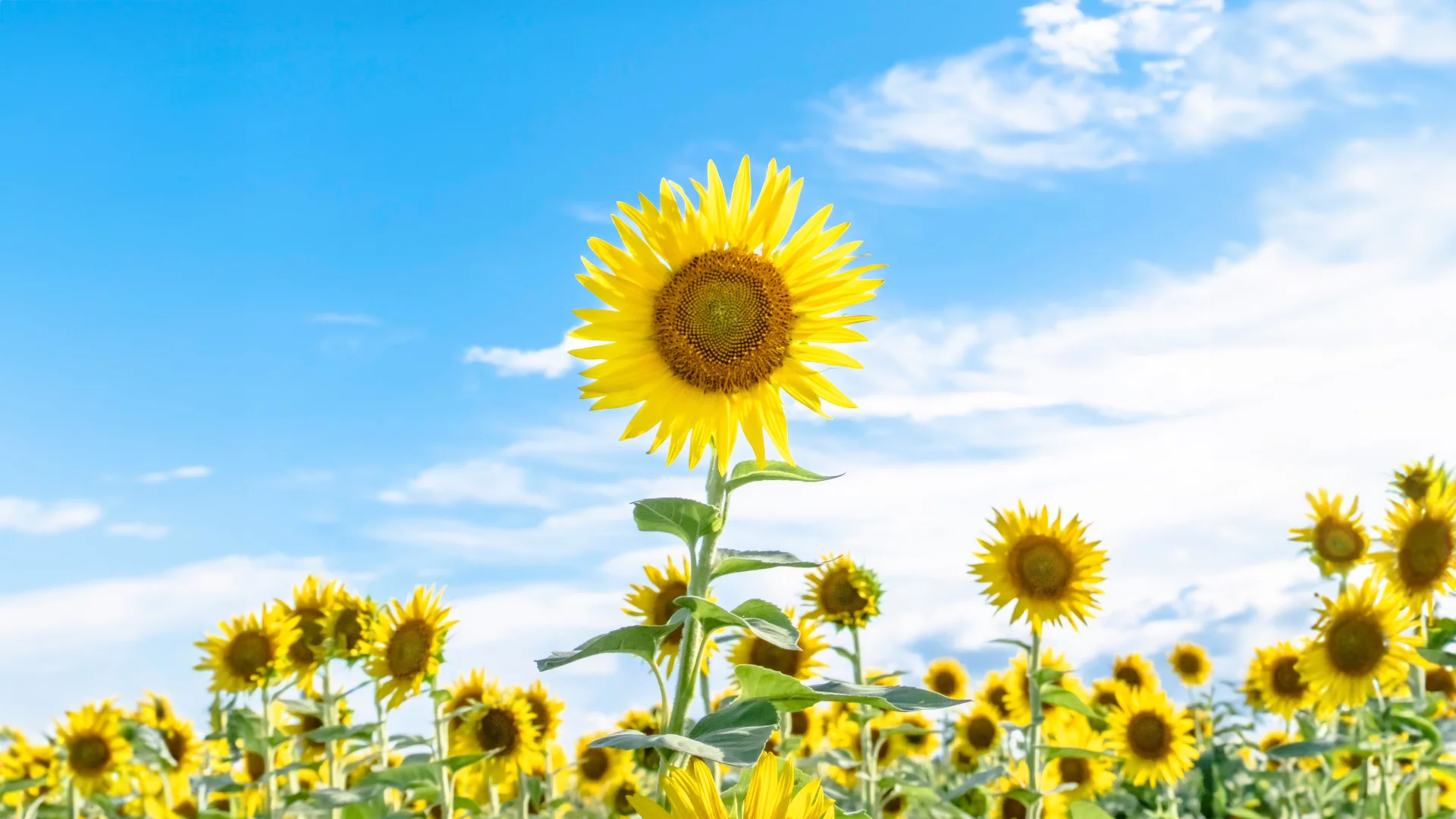 Girasoles y el cielo azul
