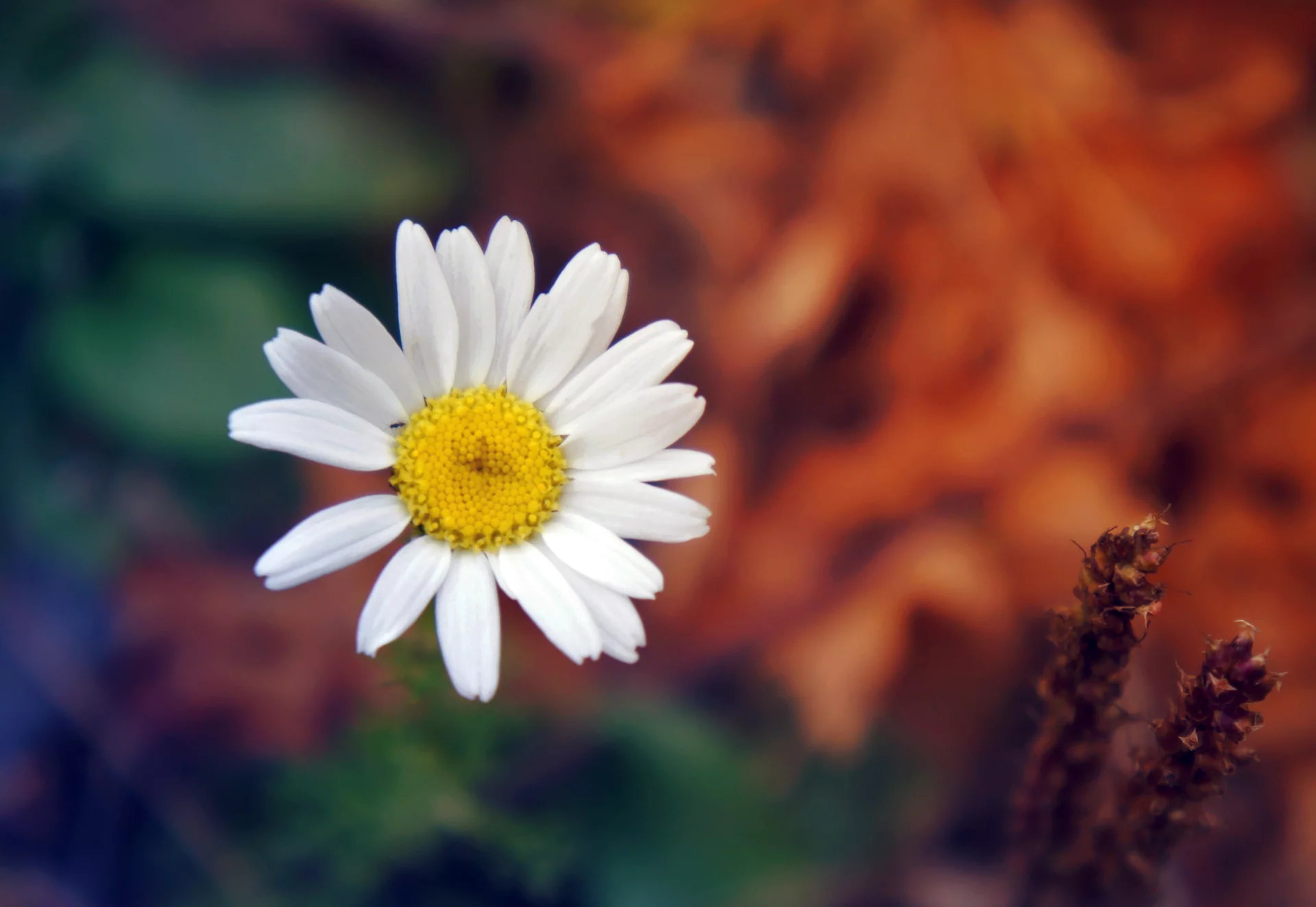Flor margarita blanca