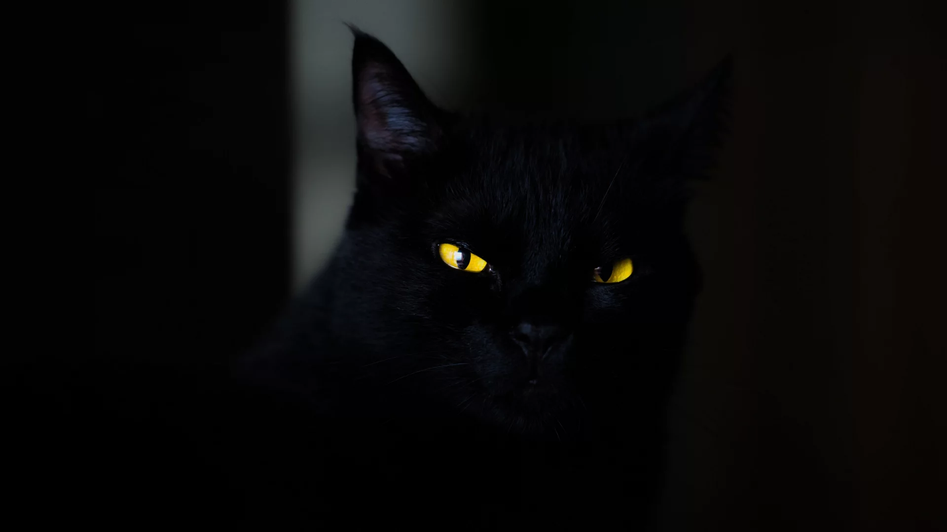Gato negro en la oscuridad