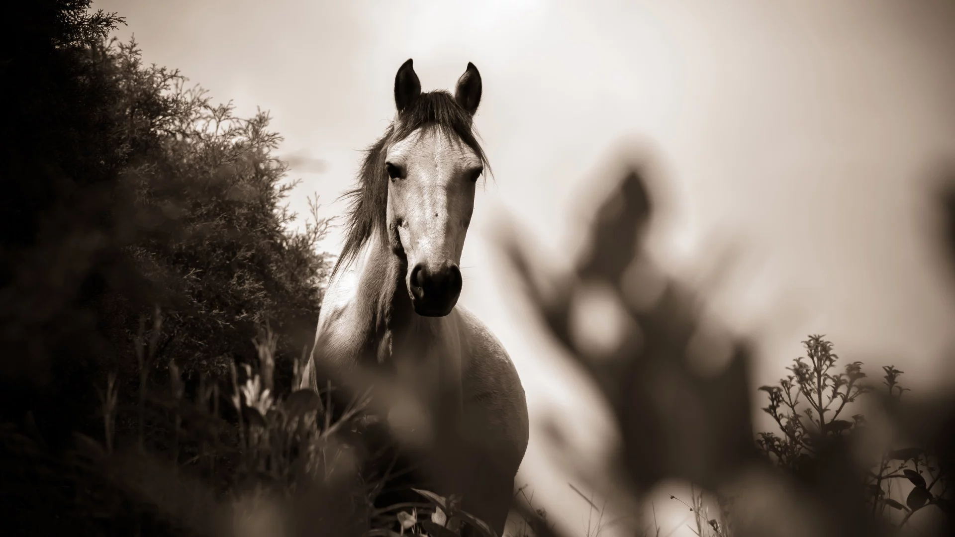 Caballo en escala de grises sepia