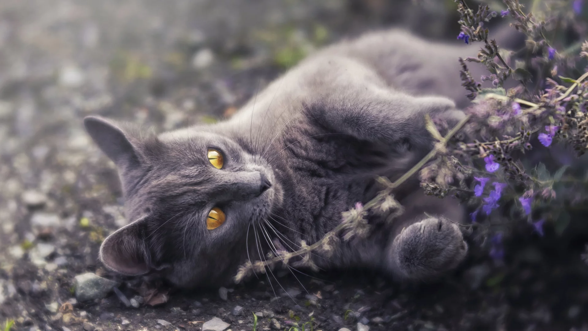 Gato gris