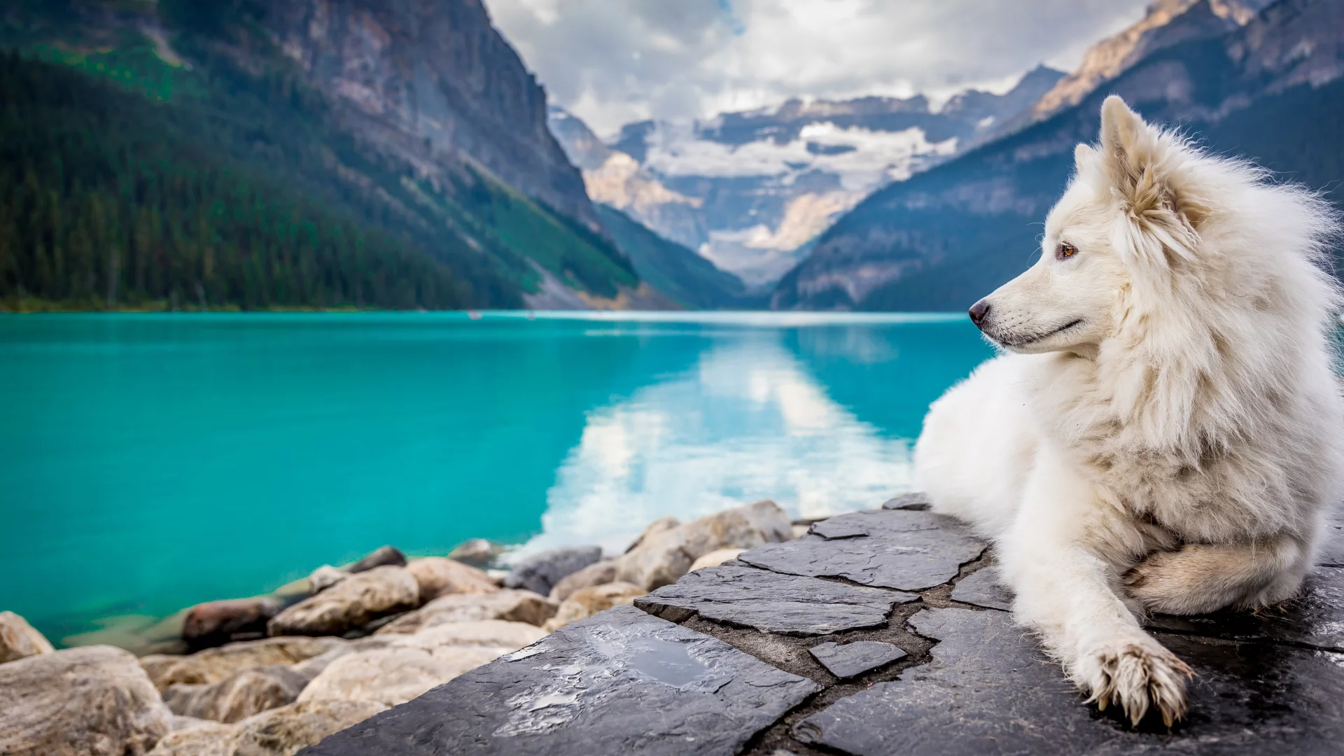 Perror Samoyedo en el lago