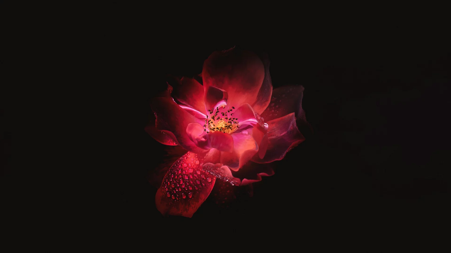 Flor Roja Sobre Fondo Negro