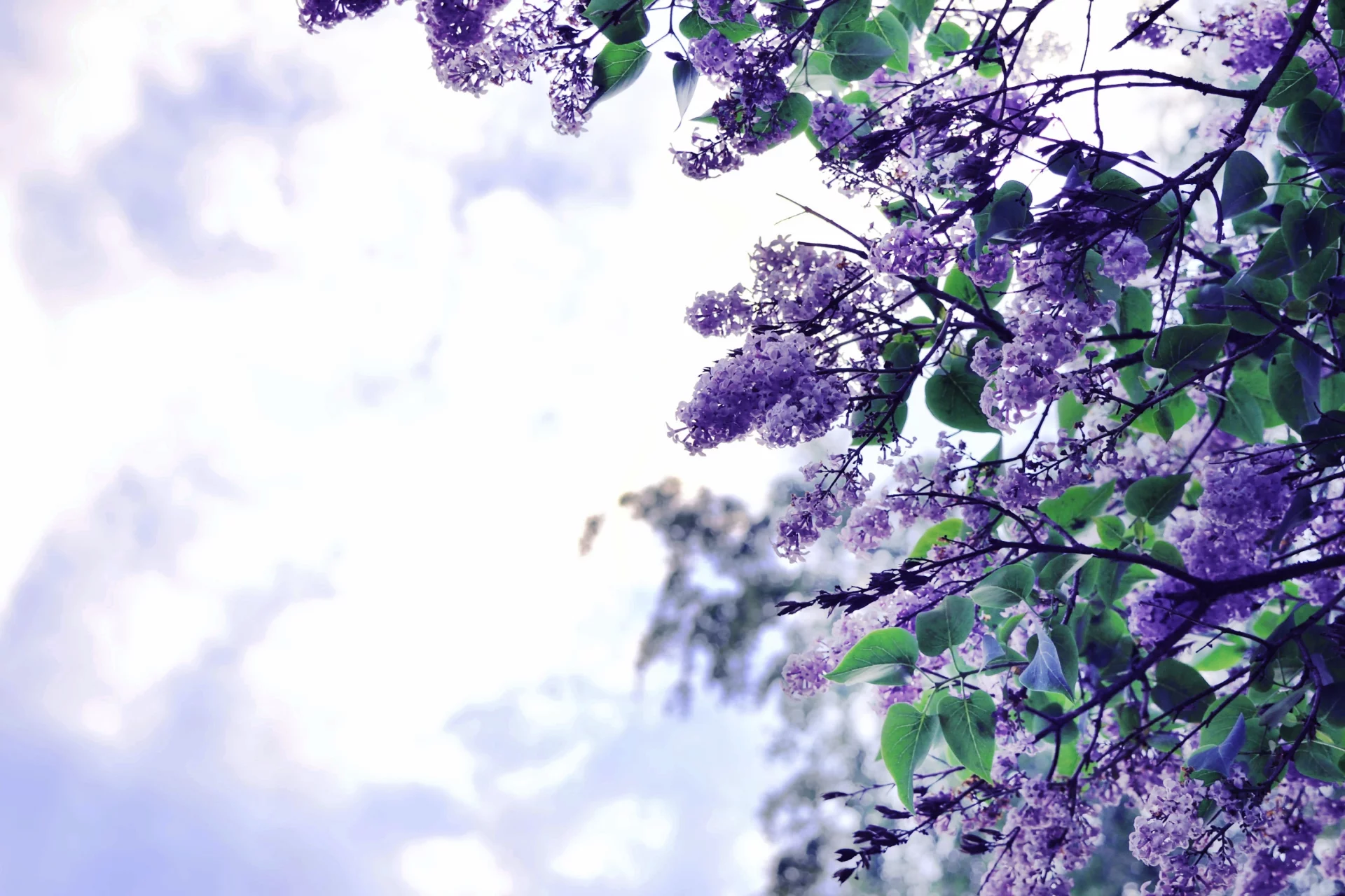 Arbol de lilas