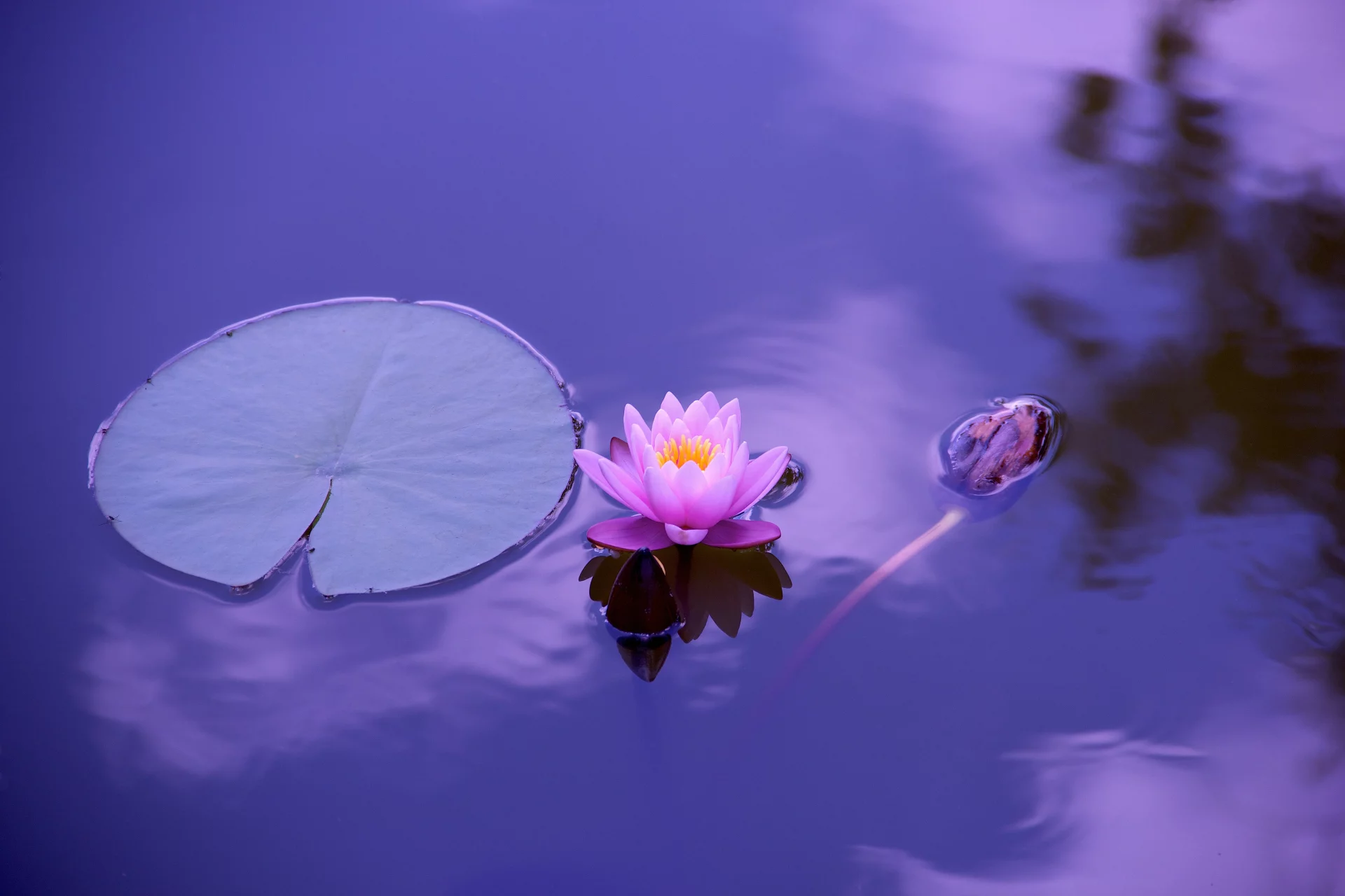 Flor de loto