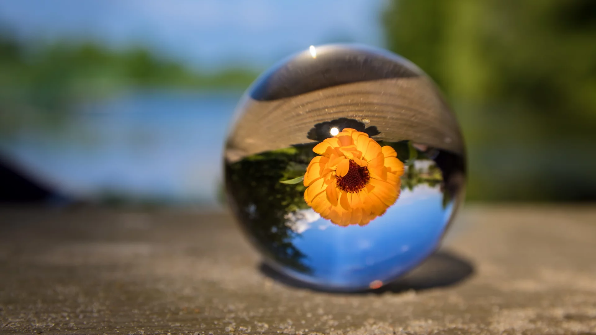 Flor amarilla en una gota