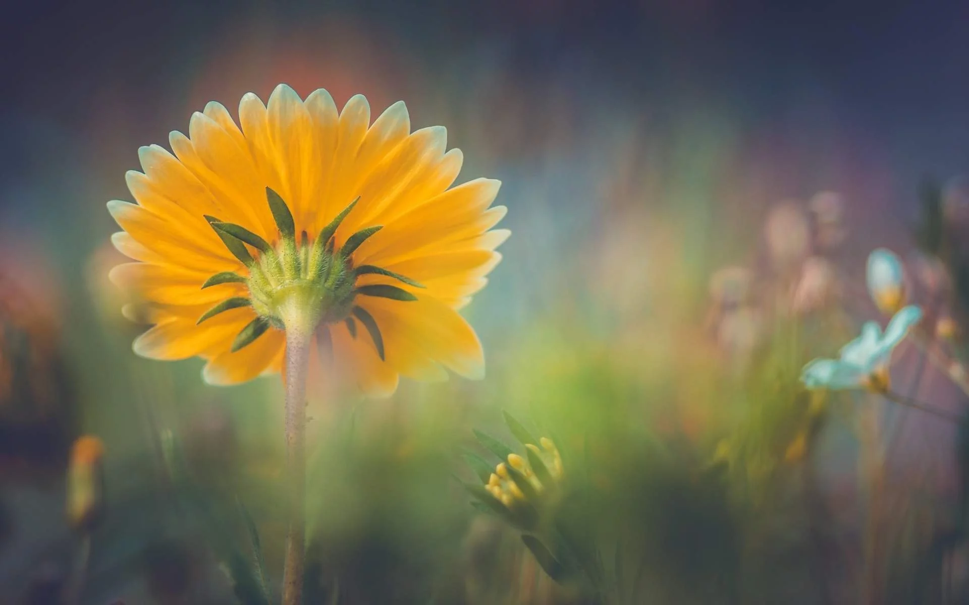 Flor amarilla