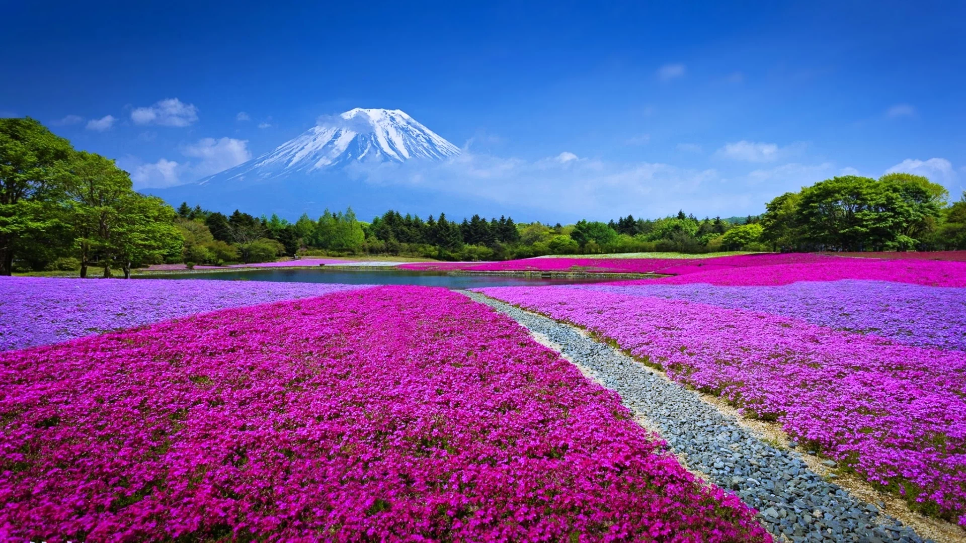 Flores coloridas en un campo