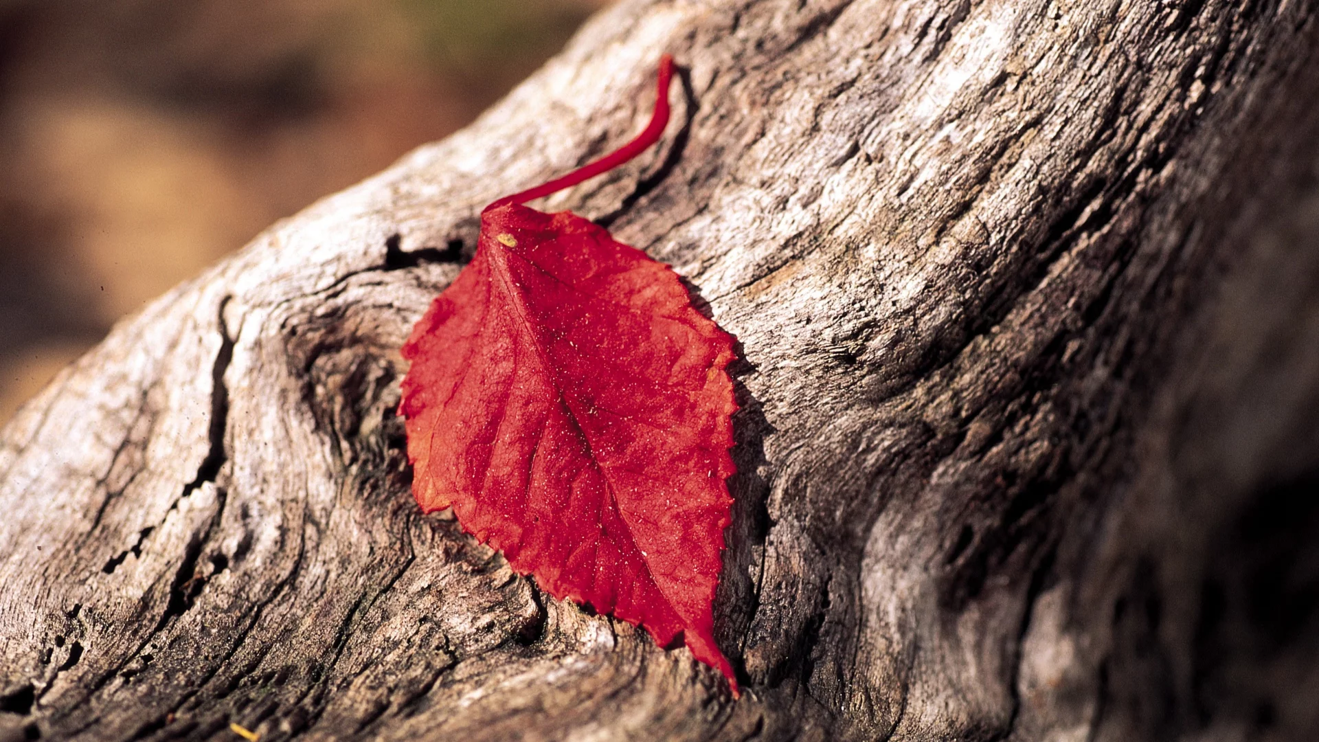 Hoja roja