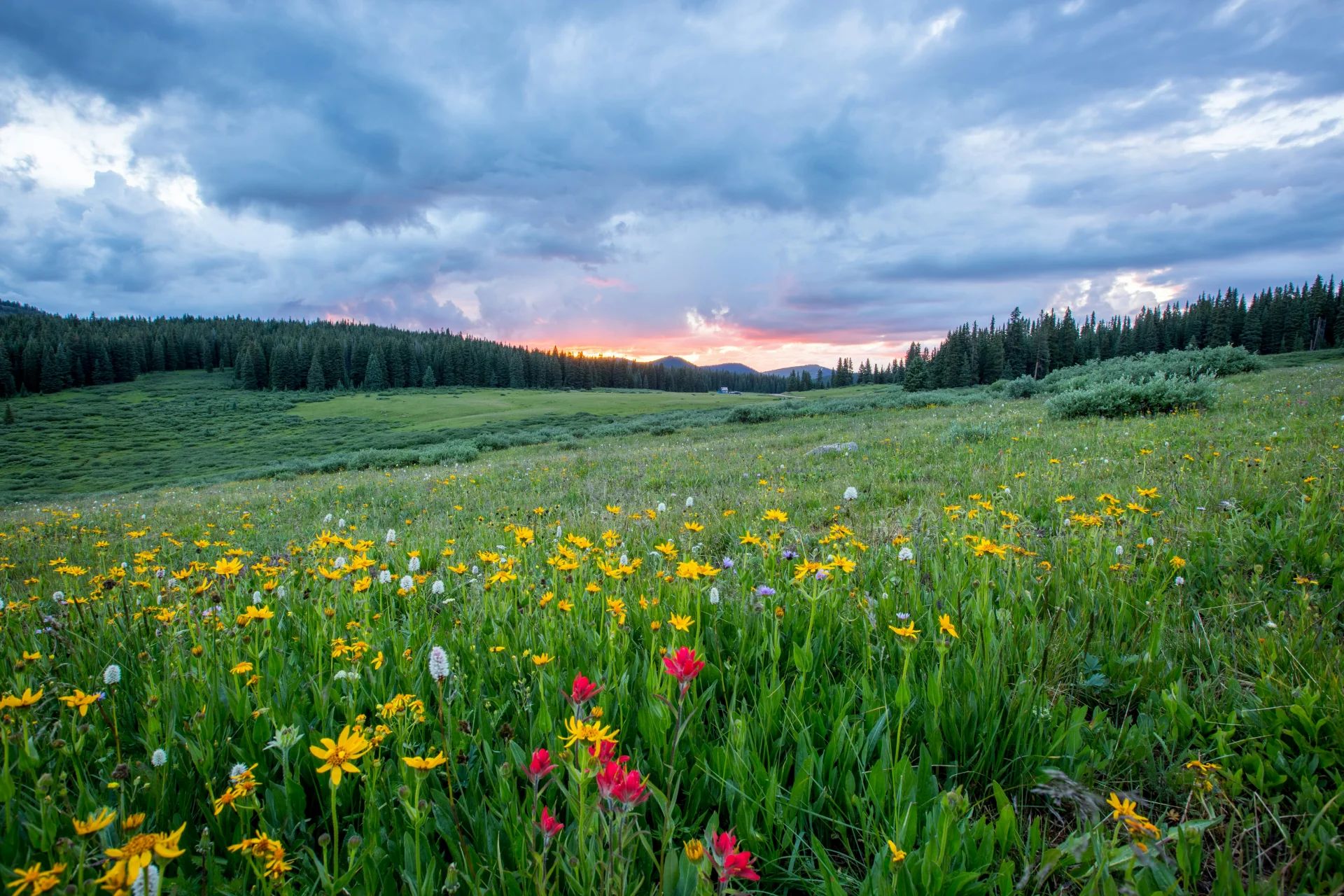 Campo de flores