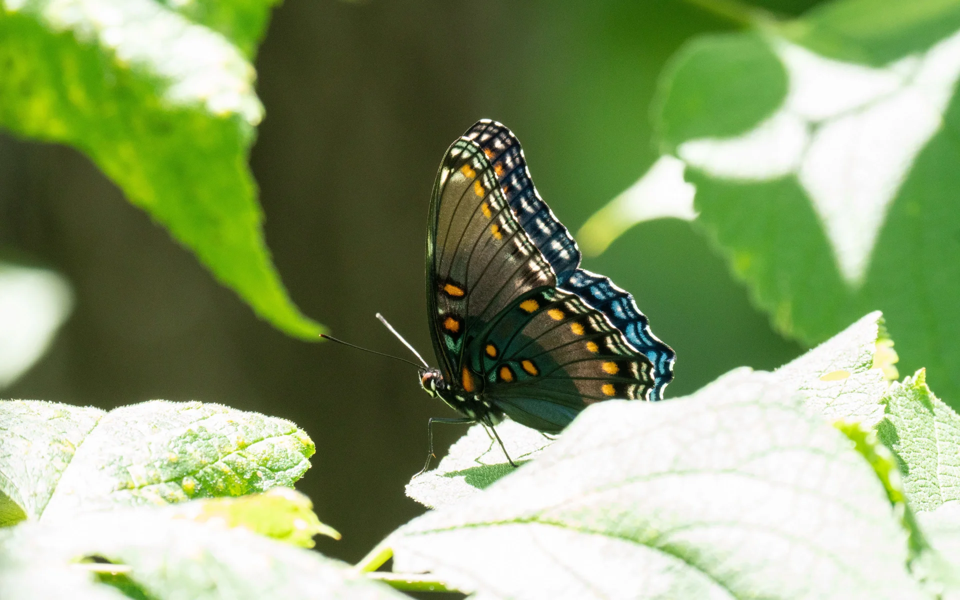 Mariposa con alas tropicales