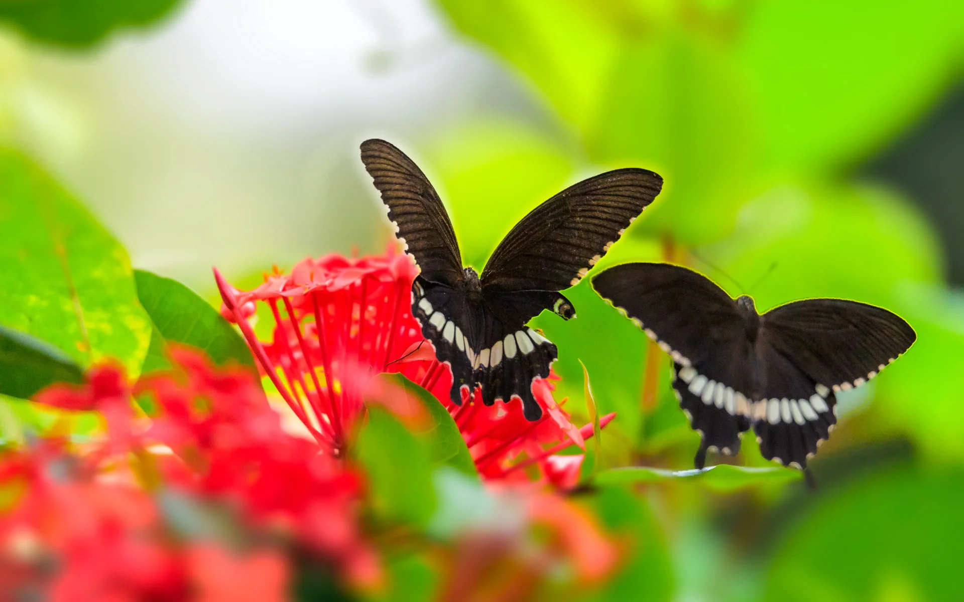 Mariposas negras