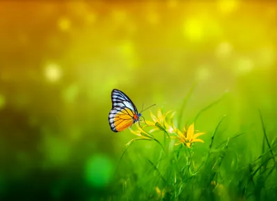 Mariposa En Primavera Amarilla