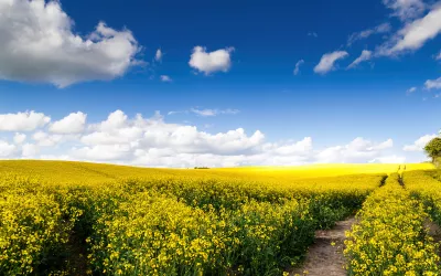 Campo De Flores Amarillas