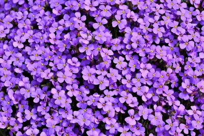 Flores De Aubrieta