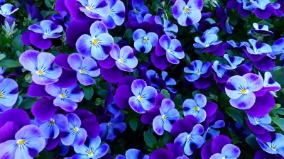 Flores De Pensamiento