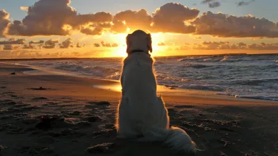 Perro Mirando el Atardecer