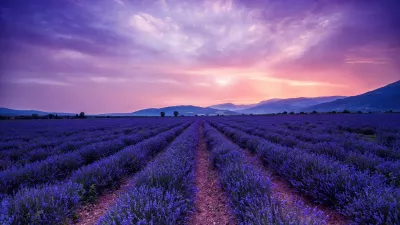 Campo De Flores De Lavanda