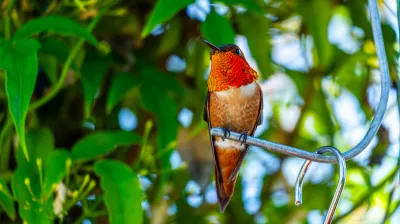 Colibri