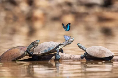 ¡Salud por las tortugas!
