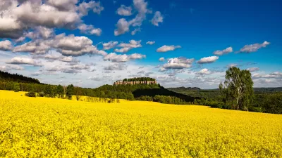 Amarillo hasta donde alcanza la vista