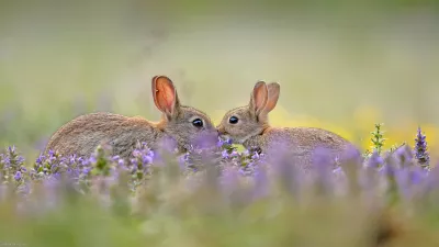 Conejos