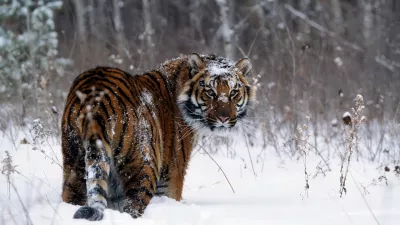 Tigre