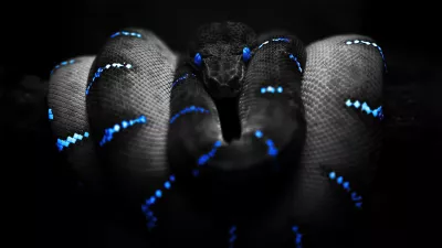 Serpiente negra y azul