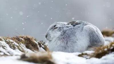 Conejo en la nieve