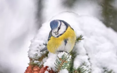 Pájaro en un árbol con nieve
