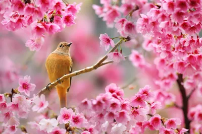Pájaro en un cerezo en flor