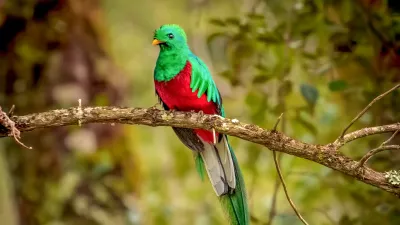 Quetzal en una rama