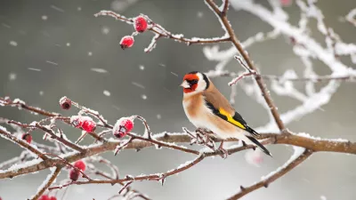 Pájaro de cabeza roja en la nieve