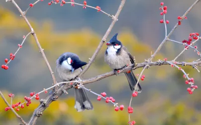 Aves Bulbul orfeo